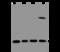 Mitochondrial Ribosomal Protein L11 antibody, 204972-T44, Sino Biological, Western Blot image 