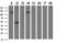 Fibroblast growth factor receptor 2 antibody, LS-C337340, Lifespan Biosciences, Western Blot image 