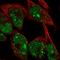 Myosin-binding protein H antibody, HPA061383, Atlas Antibodies, Immunofluorescence image 
