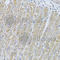 Histidine-rich glycoprotein antibody, A8431, ABclonal Technology, Immunohistochemistry paraffin image 