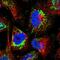 ATP Synthase Peripheral Stalk Subunit D antibody, NBP2-47545, Novus Biologicals, Immunofluorescence image 