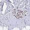 Neuralized-like protein 4 antibody, NBP2-33748, Novus Biologicals, Immunohistochemistry frozen image 