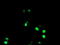 Non-POU Domain Containing Octamer Binding antibody, M03515-1, Boster Biological Technology, Immunofluorescence image 