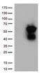CD27 Molecule antibody, TA812372S, Origene, Western Blot image 