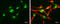 UBR5 antibody, GTX130759, GeneTex, Immunocytochemistry image 
