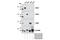 TEA Domain Transcription Factor 2 antibody, 8870S, Cell Signaling Technology, Western Blot image 