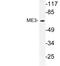 NADP-dependent malic enzyme, mitochondrial antibody, LS-C177477, Lifespan Biosciences, Western Blot image 