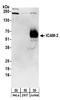 Intercellular Adhesion Molecule 2 antibody, A304-348A, Bethyl Labs, Western Blot image 