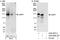 La Ribonucleoprotein Domain Family Member 1 antibody, A302-088A, Bethyl Labs, Immunoprecipitation image 
