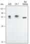 BCL2 Associated Athanogene 4 antibody, AF4349, R&D Systems, Western Blot image 