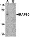 Ubiquitin Interaction Motif Containing 1 antibody, orb88389, Biorbyt, Western Blot image 