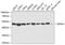 Eukaryotic initiation factor 4A-I antibody, 19-567, ProSci, Western Blot image 