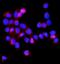 Serine Hydroxymethyltransferase 1 antibody, A02944-1, Boster Biological Technology, Immunofluorescence image 