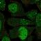 DBF4 Zinc Finger antibody, HPA042923, Atlas Antibodies, Immunofluorescence image 