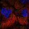 Spindle And Centriole Associated Protein 1 antibody, PA5-64185, Invitrogen Antibodies, Immunofluorescence image 