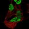 Paired Box 3 antibody, HPA063659, Atlas Antibodies, Immunocytochemistry image 