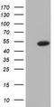 Ornithine Decarboxylase 1 antibody, TA501546, Origene, Western Blot image 
