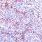 FUT5 antibody, LS-C763649, Lifespan Biosciences, Immunohistochemistry frozen image 