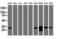 Proteasome Subunit Alpha 6 antibody, LS-C174611, Lifespan Biosciences, Western Blot image 