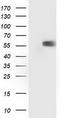 p53 antibody, TA502802S, Origene, Western Blot image 