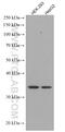 STX3 antibody, 66760-1-Ig, Proteintech Group, Western Blot image 