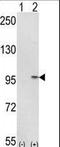 HMP antibody, LS-C165221, Lifespan Biosciences, Western Blot image 