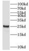 Secretion Associated Ras Related GTPase 1B antibody, FNab07604, FineTest, Western Blot image 