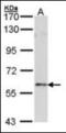 Forkhead box protein N1 antibody, orb89977, Biorbyt, Western Blot image 