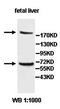 Jagged Canonical Notch Ligand 1 antibody, orb77818, Biorbyt, Western Blot image 