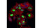 p21 antibody, 5487S, Cell Signaling Technology, Immunofluorescence image 