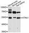 HtrA Serine Peptidase 1 antibody, STJ113292, St John