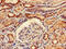 YARS antibody, CSB-PA00465A0Rb, Cusabio, Immunohistochemistry paraffin image 