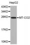 Mitochondrially Encoded Cytochrome C Oxidase II antibody, MBS125651, MyBioSource, Western Blot image 