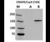 Cas9 antibody, A-9000-050, Epigentek, Western Blot image 