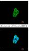 CKLF Like MARVEL Transmembrane Domain Containing 6 antibody, NBP1-31183, Novus Biologicals, Immunofluorescence image 