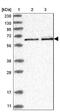 Replication initiator 1 antibody, NBP1-89059, Novus Biologicals, Western Blot image 