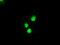 Mitogen-Activated Protein Kinase Kinase 4 antibody, NBP1-47839, Novus Biologicals, Immunocytochemistry image 