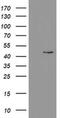 Phosphorylase Kinase Catalytic Subunit Gamma 2 antibody, MA5-26428, Invitrogen Antibodies, Western Blot image 