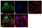 Lag antibody, 711090, Invitrogen Antibodies, Immunofluorescence image 