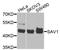 Protein salvador homolog 1 antibody, A04183, Boster Biological Technology, Western Blot image 