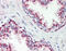Heat shock 70 kDa protein 1A/1B antibody, 48-053, ProSci, Immunohistochemistry paraffin image 