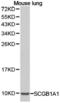 CCSP antibody, LS-C192927, Lifespan Biosciences, Western Blot image 