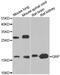 Gastrin Releasing Peptide antibody, PA5-76922, Invitrogen Antibodies, Western Blot image 
