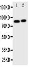Gelsolin antibody, PA5-79332, Invitrogen Antibodies, Western Blot image 
