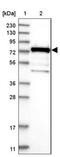 Poly(A) Binding Protein Cytoplasmic 4 antibody, NBP2-13722, Novus Biologicals, Western Blot image 