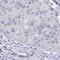 Potassium channel subfamily K member 5 antibody, HPA059148, Atlas Antibodies, Immunohistochemistry frozen image 