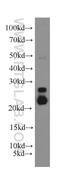ADP-ribosylation factor-like protein 2 antibody, 10232-1-AP, Proteintech Group, Western Blot image 