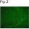 Nuclear Receptor Subfamily 4 Group A Member 2 antibody, PA1-4519, Invitrogen Antibodies, Immunofluorescence image 