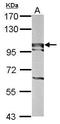 Ribosome biogenesis protein BOP1 antibody, PA5-31648, Invitrogen Antibodies, Western Blot image 