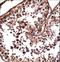 Nanos C2HC-Type Zinc Finger 1 antibody, LS-C164739, Lifespan Biosciences, Immunohistochemistry paraffin image 